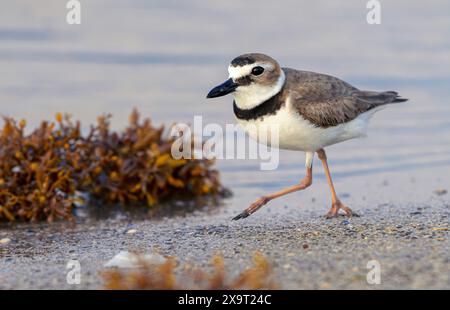 Wilson's plover (Anarhynchus wilsonia) camminando la sera lungo la spiaggia dell'oceano tra le paludi di alghe Sargassum, Galveston, Texas, Stati Uniti. Foto Stock