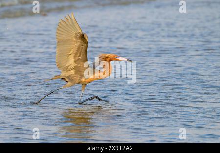 Egret rossastro (Egretta rufescens) che caccia in acque poco profonde lungo la costa oceanica, al sole della sera, Galveston, Texas, Stati Uniti Foto Stock