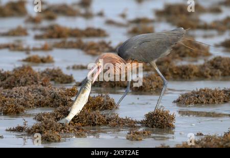 Egret rossastro (Egretta rufescens) con pesci pescati sulla spiaggia oceanica tra mucchi di alghe Sargassum, Galveston, Texas, Stati Uniti. Foto Stock