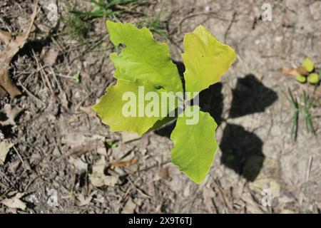 Piantagione di querce al sole a Camp Ground Woods a Des Plaines, Illinois Foto Stock