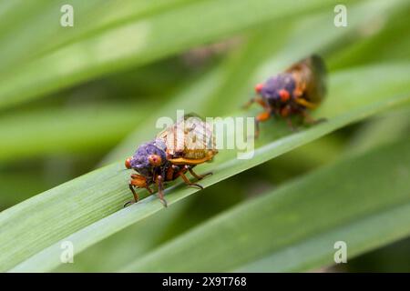 La cicada Brood XIII, di 17 anni, emerge nel sobborgo di Deerfield, Illinois. Foto Stock