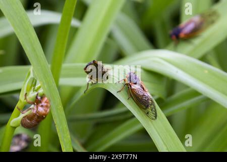 La cicada Brood XIII, di 17 anni, emerge nel sobborgo di Deerfield, Illinois. Foto Stock