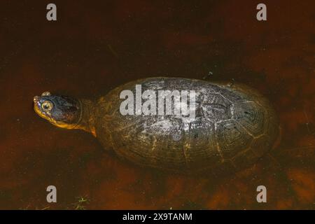 Una graziosa terrapin palude (Pelomedusa subrufa), nota anche come tartaruga africana con elmetto, tartaruga coccodrillo o tartaruga africana con collo laterale Foto Stock