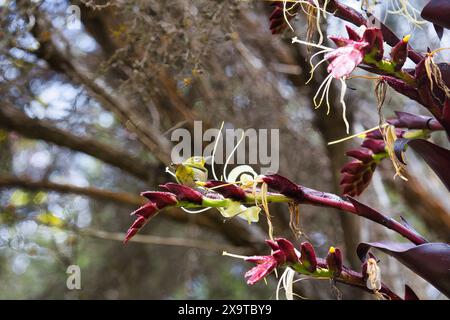 Minuscola parula dagli occhi bianchi in cerca di nettare durante una visita a una pianta tropicale. Foto Stock