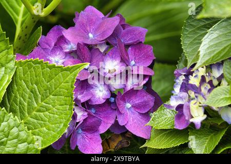 Idragea viola brillante tra foglie verdi brillanti. Foto Stock