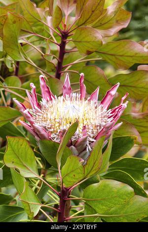 Fiore di protea rosa su sfondo verde sfocato. Foto Stock