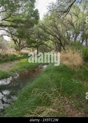 Foresta incontaminata sul fiume San Pedro in Arizona Foto Stock