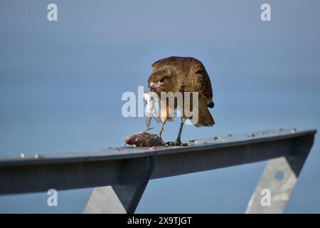 Chimango caracara (Phalcoboenus chimango, SYN.: Milvago chimango) mangiando un pesce, Buenos Aires, Argentina Foto Stock