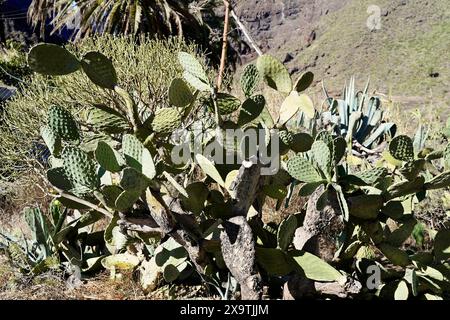 Villaggio di montagna Masca, Gola di Masca, Montagne Montana Teno, Tenerife, Isole Canarie, Spagna, Europa, densa collezione di cactus di diverse dimensioni Foto Stock