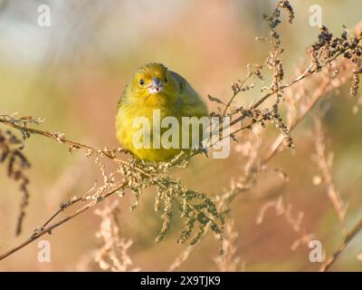 Zafferano vivente libero (Sicalis flaveola) o zafferano maschile, visto a Buenos Aires, Argentina Foto Stock