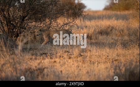 Leopardo (Panthera pardus) che attraversa l'erba secca, adulti, alla luce della sera, il Parco nazionale di Kruger, Sudafrica Foto Stock
