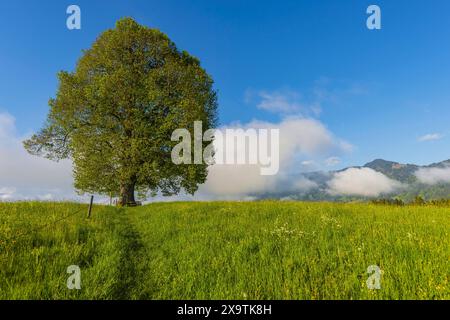 Tiglio di pace (Tilia) sul Wittelsbacher Hoehe, 881m, Illertal, Allgaeu, Baviera, Germania Foto Stock