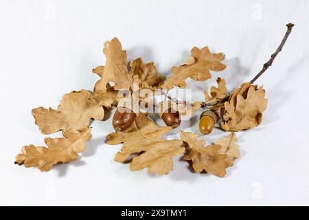 Foglie di rovere marrone secco con ghiande su fondo bianco Foto Stock