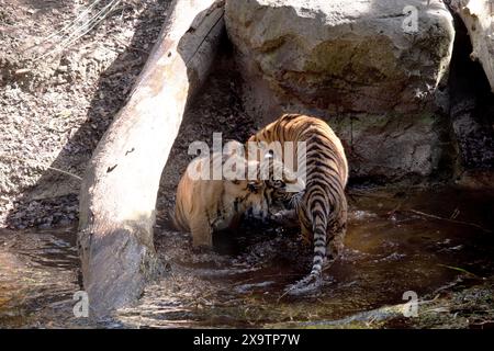 Le giovani tigri hanno un cappotto di pelliccia dorata con strisce scure, la tigre è il più grande gatto selvatico del mondo. Le tigri sono potenti cacciatori con denti affilati Foto Stock