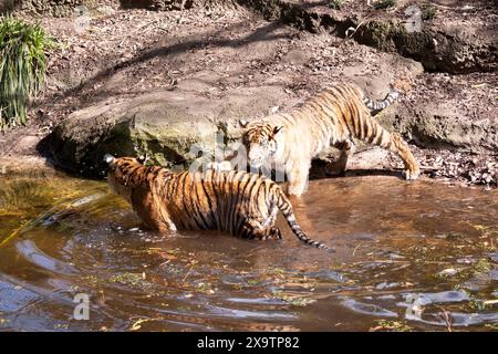 Le giovani tigri hanno un cappotto di pelliccia dorata con strisce scure, la tigre è il più grande gatto selvatico del mondo. Le tigri sono potenti cacciatori con denti affilati Foto Stock