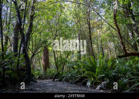 Sentiero per passeggiate nella foresta Seaward Bush Reserve, Invercargill, nuova Zelanda. Alberi e felci autoctoni intorno al sentiero per fare esercizio fisico, fare il bagno nella foresta, fare la mentalità Foto Stock