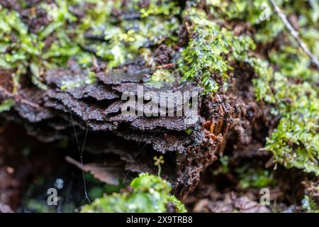 Funghi bruni scuri che crescono tra il muschio sul tronco. I funghi Bracket sono importanti per il riciclaggio dei nutrienti negli ecosistemi forestali. Foto Stock