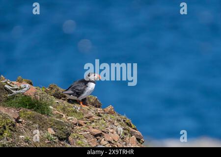 Pulcinella atlantica che si affaccia su una scogliera nel sito di nidificazione di Elliston, Terranova Foto Stock