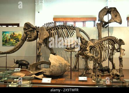 Mostra di megafauna estinta ricostruita al Museo Geologi (Museo di Geologia) a Bandung, Giava Occidentale, Indonesia. Foto Stock