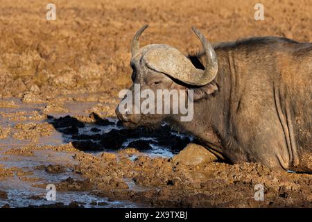 Ritratto di un bufalo africano (Syncerus caffer) in una fossa fangosa, Mokala National Park, Sudafrica Foto Stock