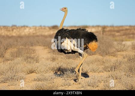 Uno struzzo maschile (Struthio camelus) che cammina nell'habitat naturale, nel deserto del Kalahari, in Sudafrica Foto Stock