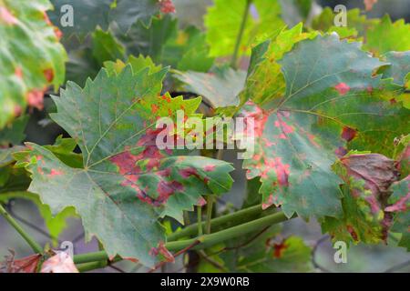 Antracnaso di uva sintomi. L'antracnaso dell'uva, causato dal fungo Elsinoe ampelina, è una grave malattia dell'uva coltivata in casa. Antracnosi o Foto Stock