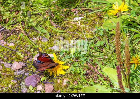 Farfalla di pavone su un fiore selvatico Foto Stock
