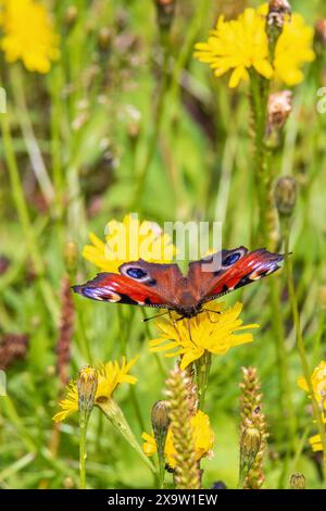 Colorata farfalla pavone su un fiore selvatico giallo in estate Foto Stock