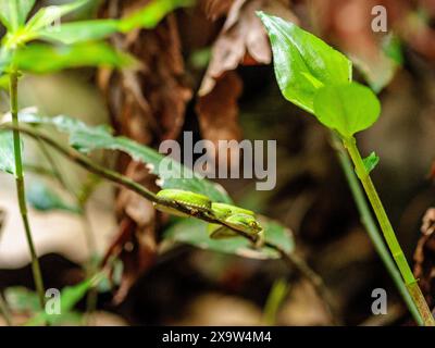 vipera verde (Trimeresurus macrops) giovanile Foto Stock