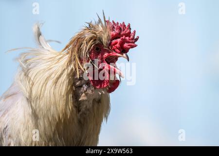 Primo piano di un gallo corvo Foto Stock