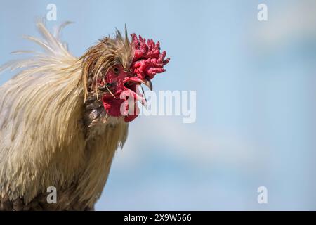 Primo piano di un gallo corvo Foto Stock