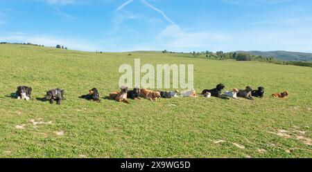 Gruppo di cani in un training di obbedienza Foto Stock