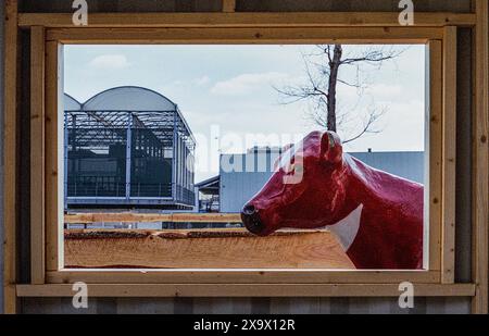 Floating Farm Merwehaven Rotterdam, Paesi Bassi. L'innovativo progetto agricolo: Fattoria galleggiante , produce diario e prodotti lattiero-caseari su una struttura, galleggiante in mezzo ad un porto. Rotterdam Merwehaven Zuid-Holland Nederland Copyright: XGuidoxKoppesxPhotox Foto Stock