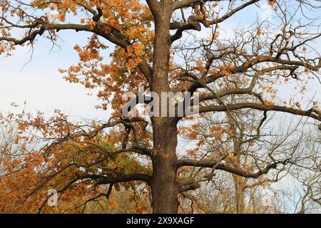 Quercia solitaria con foglie cadute. Luminoso parco autunnale. Foto Stock