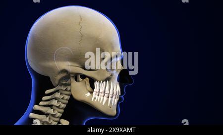 Concetto di saggezza denti dolore Foto Stock