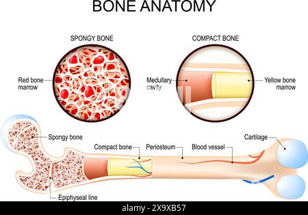Anatomia ossea. Primo piano di ossa compatte e spugnose. Struttura femorale. Midollo giallo e midollo osseo rosso. Illustrazione vettoriale Illustrazione Vettoriale