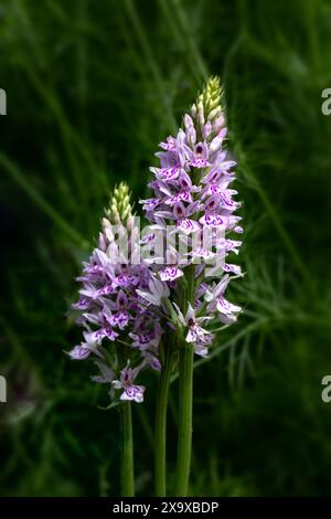 Primo piano di punta di fiore di orchidea maculata comune (Dactylorhiza fuchsii) in un prato all'inizio dell'estate Foto Stock