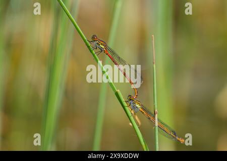 Un paio di grandi damigelle rosse (Pyrrhosoma nymphula) che riposano su una pianta, giorno di sole in primavera, Vienna (Austria) Foto Stock