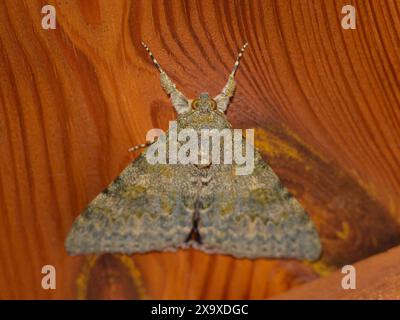 Un underwing rosso francese appoggiato su legno di un capannone, Austria Foto Stock