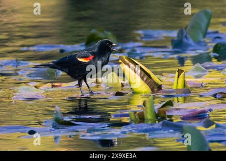 Il blackbird alato rosso fotografato su un tappetino a Blue Lake nella contea di Lassen, California, in una luce mattutina soffusa. Foto Stock