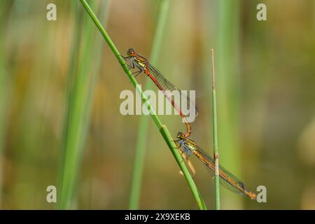 Un paio di grandi damigelle rosse Pyrrhosoma nymphula che riposano su una pianta, giorno di sole in primavera, Vienna Austria Foto Stock