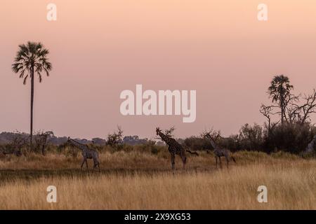 Un gruppo di tre giraffe nel Delta dell'Okavango, Botswana. Foto Stock