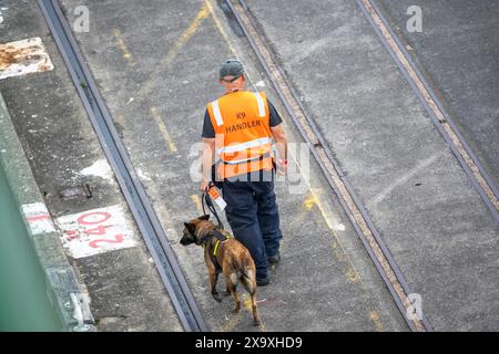 Cane da guardia di sicurezza al lavoro. Foto Stock