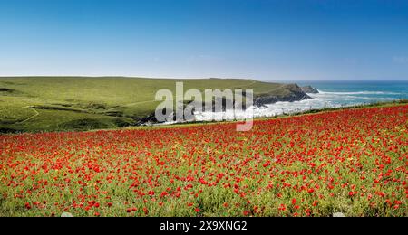 Un'immagine panoramica degli spettacolari campi di papavero che si affacciano su Polly Porth Joke sulla costa di West Pentire a Newquay in Cornovaglia. Foto Stock