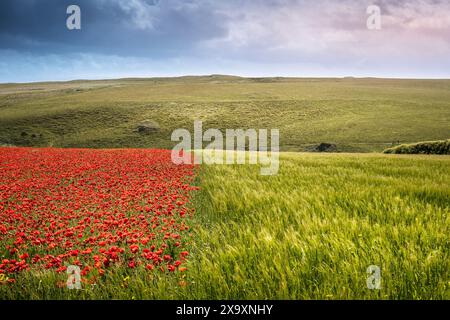 Uno spettacolare e bellissimo campo piantato con papaveri e orzo a West Pentire, a Newquay, in Cornovaglia. Foto Stock