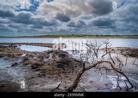 Vecchi alberi morti contorti ed esposti alla caduta del livello dell'acqua causata da gravi condizioni di siccità nel lago artificiale di Colliford, a Bodmin Moor, in Cornovaglia, nel Regno Unito. Foto Stock