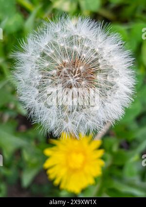 Taraxacum è un grande genere di piante da fiore della famiglia Asteraceae, che consiste di specie comunemente note come dandelioni Foto Stock