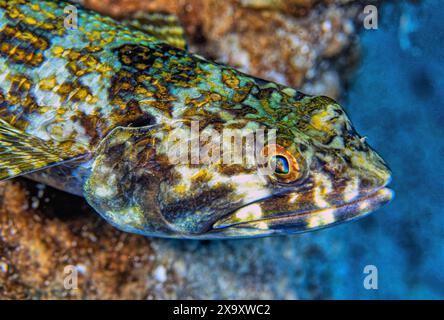 Synodus intermedius, il comune subacqueo di sabbia, è una specie di pesci della famiglia dei pesci lucertola, i Synodontidae, un pesce basale con pinne a razze della classe actin Foto Stock