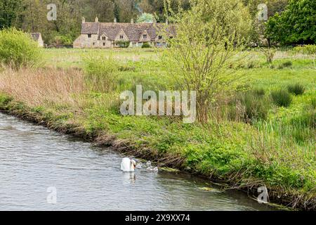 Un cigno muto con sei cignette sul fiume Coln di fronte ad Arlington Row nel villaggio Cotswold di Bibury, Gloucestershire, Inghilterra Foto Stock