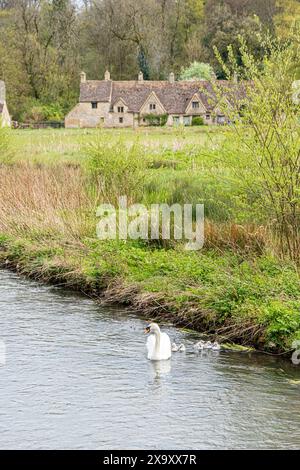 Un cigno muto con sei cignette sul fiume Coln di fronte ad Arlington Row nel villaggio Cotswold di Bibury, Gloucestershire, Inghilterra Foto Stock